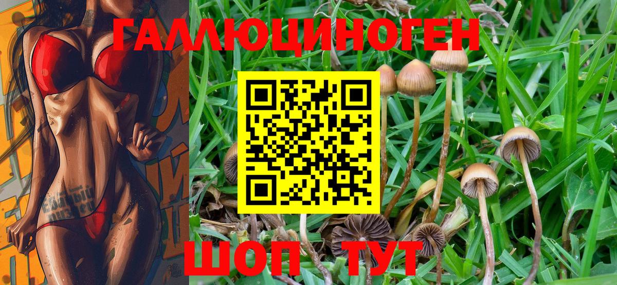 Псилоцибиновые грибы Cubensis  Асино  Галлюциногенные грибы GOLDEN TEACHER 